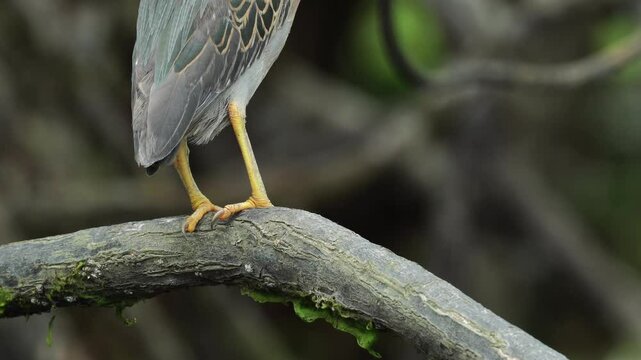 A stunning close-up shot of a Striated Heron (Butorides striata) perched gracefully on a tree branch. This bird, known for its striking appearance and calm demeanor, is found in coastal habitats. This