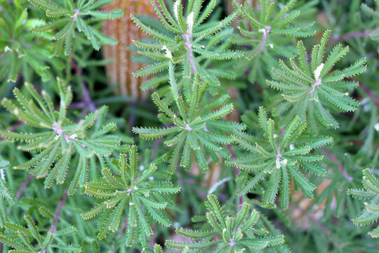 Close up of Banksia leaves