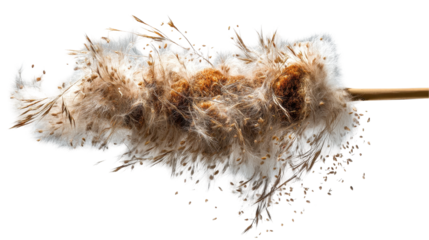 Fluffy plant with golden brown seed heads. transparent background