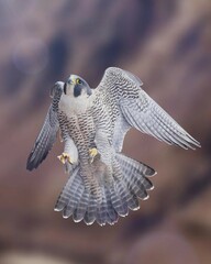 Peregrine Falcon in Precision Landing Phase