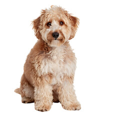 Puppy sit on floor isolated on transparent background