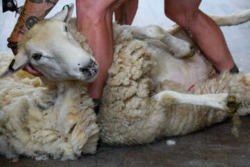 Naklejka premium Man shearing a sheep near Queenstown on New Zealand