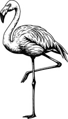 One-Legged Flamingo, Black and White Vector Illustration