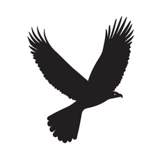 eagle in flight isolated