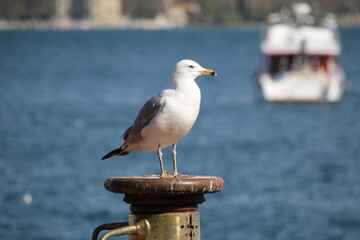 seagull on the pier