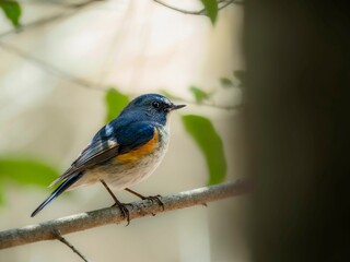 森の木陰で周りを見渡しているルリビタキの雄