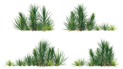 yucca bushes isolated on transparant background