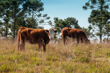 cows in the field