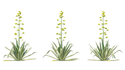 century plant isolated on transparant background