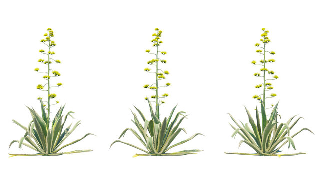 century plant isolated on transparant background