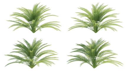 date palm trees isolated on transparant background