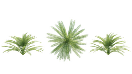 date palm trees isolated on transparant background