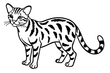 Fine Line Margay