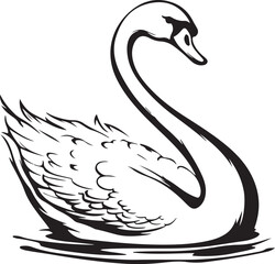 black swan on the lake