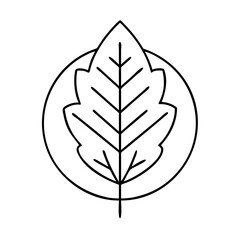 leaf icon, leaf line art - simple line art of leaf, perfect for leaf logos and icons