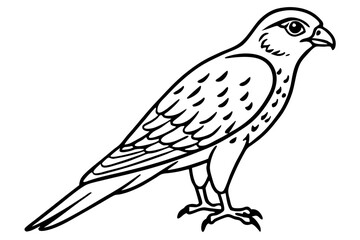 Fototapeta premium Flying Kestrel Vector