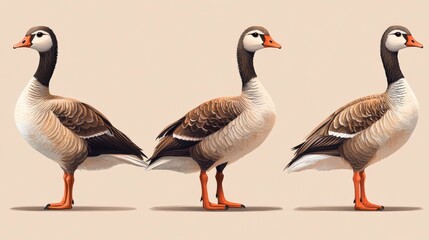 Obraz premium Detailed illustration of three geese showcasing varying poses and plumage in a neutral background