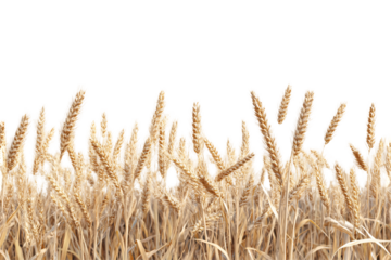 a field of wheat with white background