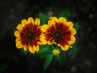 Two rudbeckia flowers in the garden.