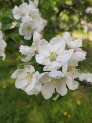 Close-Up of White Blossoms Apple-tree on Tree Branch in Lush Green Environment