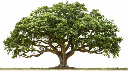 Magnificent Tree: A majestic tree with expansive branches and lush green foliage stands as a symbol of strength and resilience. The tree's intricate network of branches reaches skyward.
