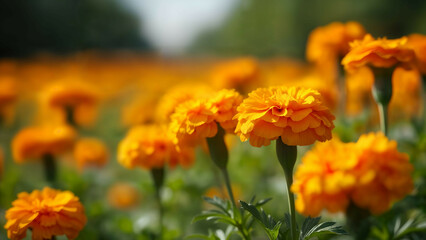 Vibrant Marigold Flowers in a Beautiful Garden