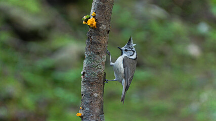Cincia Dal Ciuffo, Parus cristatus	