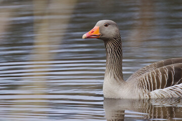 anser anser between twigs, cute greylag goose on the pond, slightly grooved water surface, gray blue shimmering lake, light waves