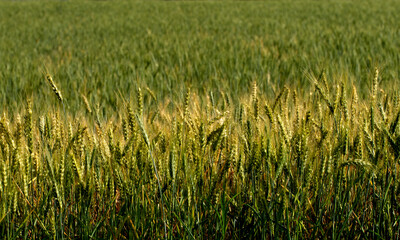 Adana’s wheat fields, dressed in golden hues, reflect the nurturing heart of Cukurova, where life and prosperity flourish