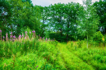 Summer forest landscape view of summer forest nature and a path in the forest. Soft focus applied, hdr processing