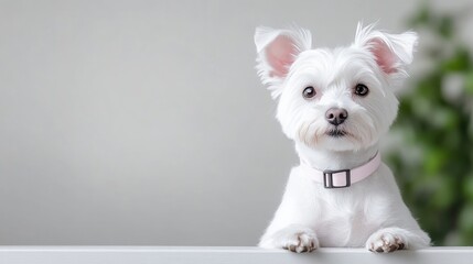 A cute white puppy with pink collar peeking over a white ledge, indoor setting with soft lighting, adorable and curious expression, and pet photography concept.
