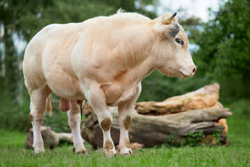 Fototapeta premium A muscular, light-colored bull stands on grass, framed by trees and logs