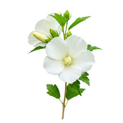 Fototapeta premium White hibiscus flower blossom bloom on transparent background
