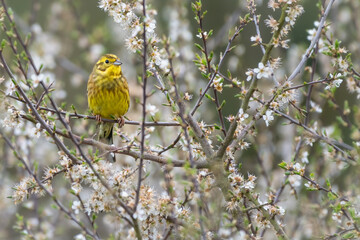 Male yellowhammer (Emberiza citrinella) perched among spring blossoms, Scotland. British songbird in the bunting family. 