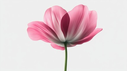 Fototapeta premium Delicate pink flower (1)