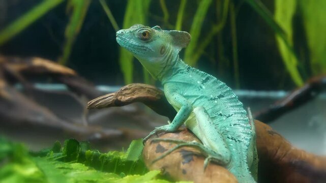 Green lizard. Basilisk, Basiliscus plumifrons or Jesus lizard, species of lizard in family Corytophanidae, endemic to Central America and South America, found near rivers and streams in rainforests