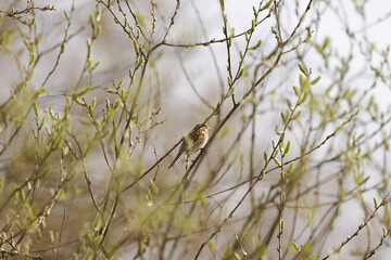 female reed bunting between thin branches, reed bunting on a branch with willow flowers, reed bunting on flowering willow, colorful bird between branches, Emberiza schoeniclus
