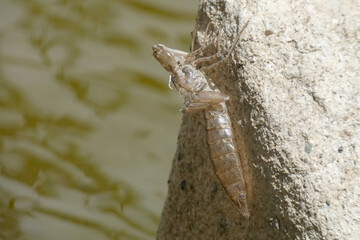 Larva di libellula