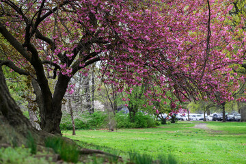 cherry blossom in spring