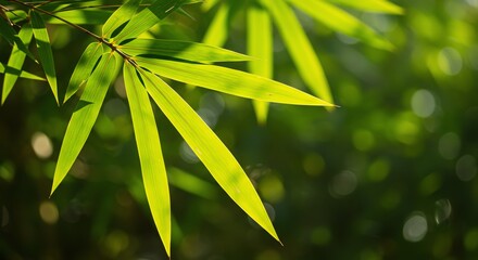 Bamboo Leaves Glowing in Sunlight Close-up