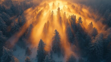 Misty winter woods glowing in sunrise light.