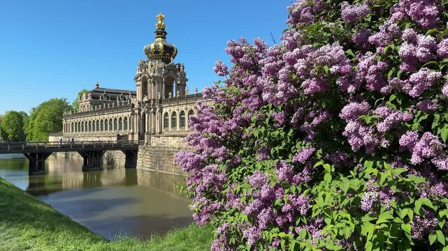 Blooming lilacs at the Dresden Zwinger in the old town in the spring 4k