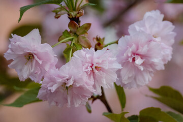 Close-up of a Prunus serrulata blossom on a spring evening.  Close-up of a Japanese cherry blossom.