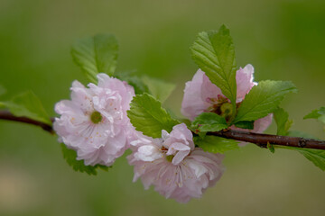 A close-up of a flowering almond branch on a spring day with a green background.