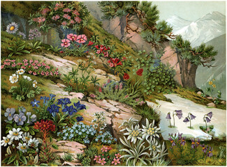 Illustration of alpine plants on a rocky mountain slope with flowers, grass, snow patches, and distant mountains in spring. Publication of the "Meyers encyclopedia", Vol. 6, Leipzig, Germany, 1910.