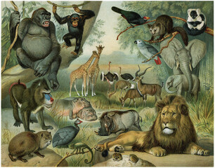 Color illustration of Ethiopian fauna including gorillas, chimpanzees, giraffes, lions, elephants, and unique African species. Publication of the "Meyers encyclopedia", Vol. 6, Leipzig, Germany, 1910.