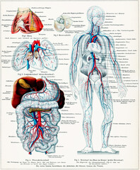 Human blood vessels and major organs with pulmonary circulation, portal vein circulation, and systemic circulation. Publication of the "Meyers encyclopedia", Vol. 6, Leipzig, Germany, 1910.