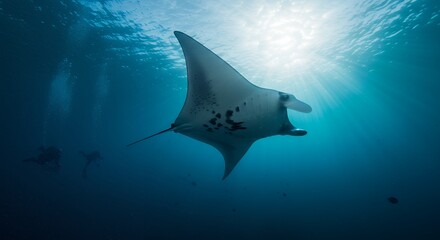 Manta Ray Gliding Underwater with Scuba Divers and Sunbeams
