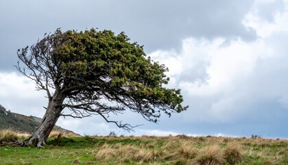 Obraz premium Stark single tree bent by the wind on a grassy hillside under a cloudy sky, depicting resilience in nature