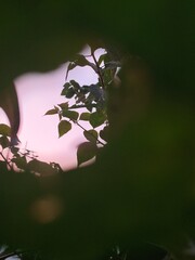 random leaves with evening sky background framed by nature